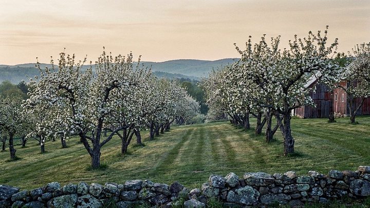 Illustration of apple trees in full white bloom above a mown orchard slope, with a dry stone wall in front and a red barn at the right